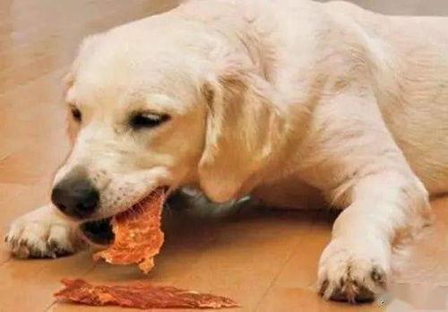 娱乐吃瓜酱狗饭盆,吃瓜酱狗饭盆背后的故事